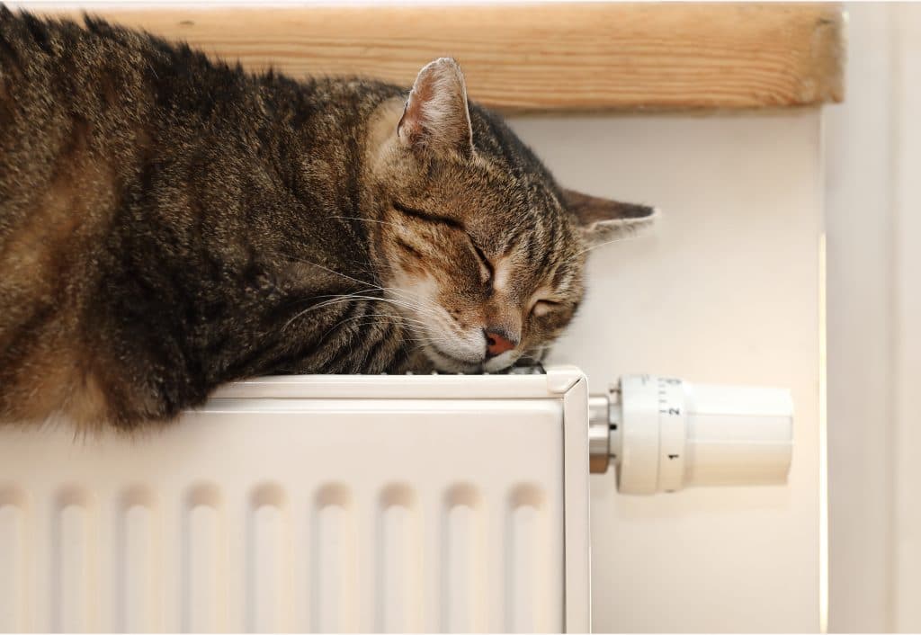 Petek üzerinde ısınan bir kedi