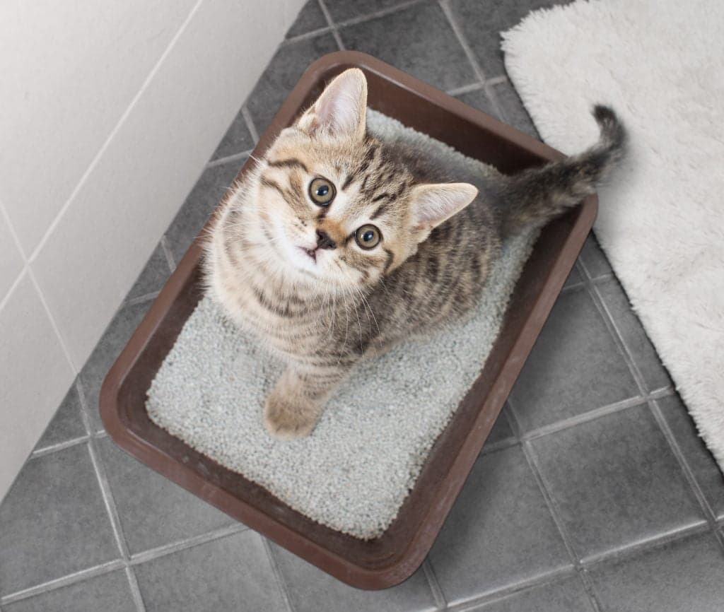 kedi kumu tavsiye