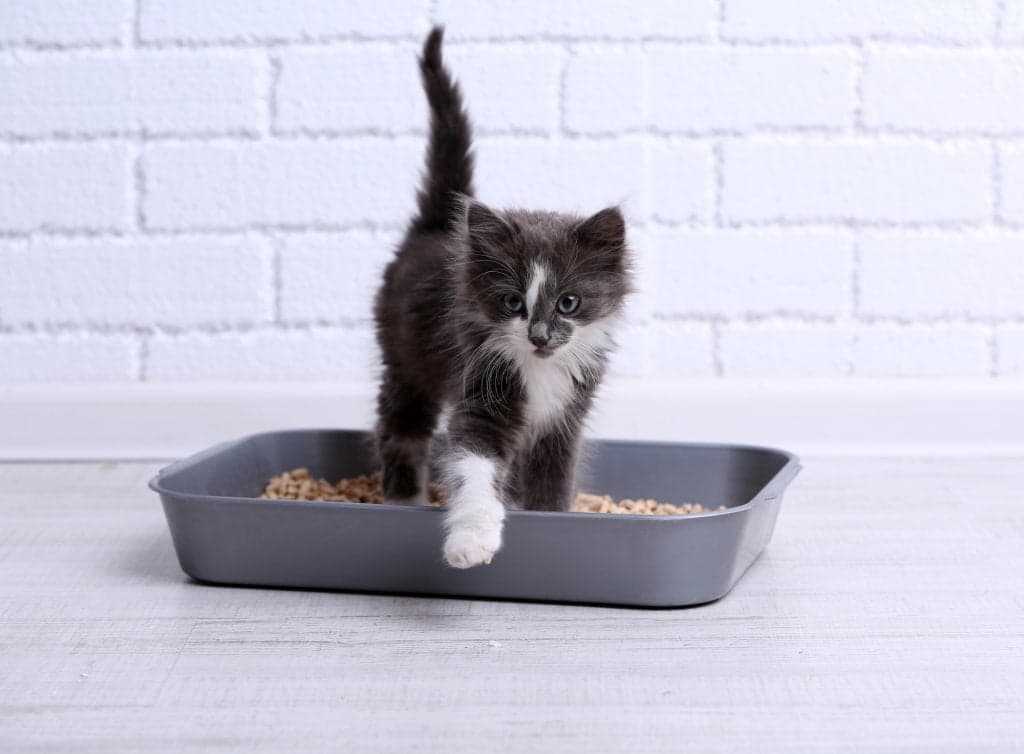 En İyi Kedi Kumları