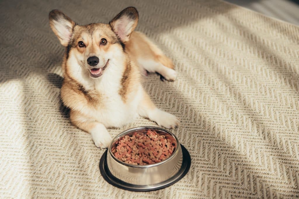 Köpek maması tavsiye