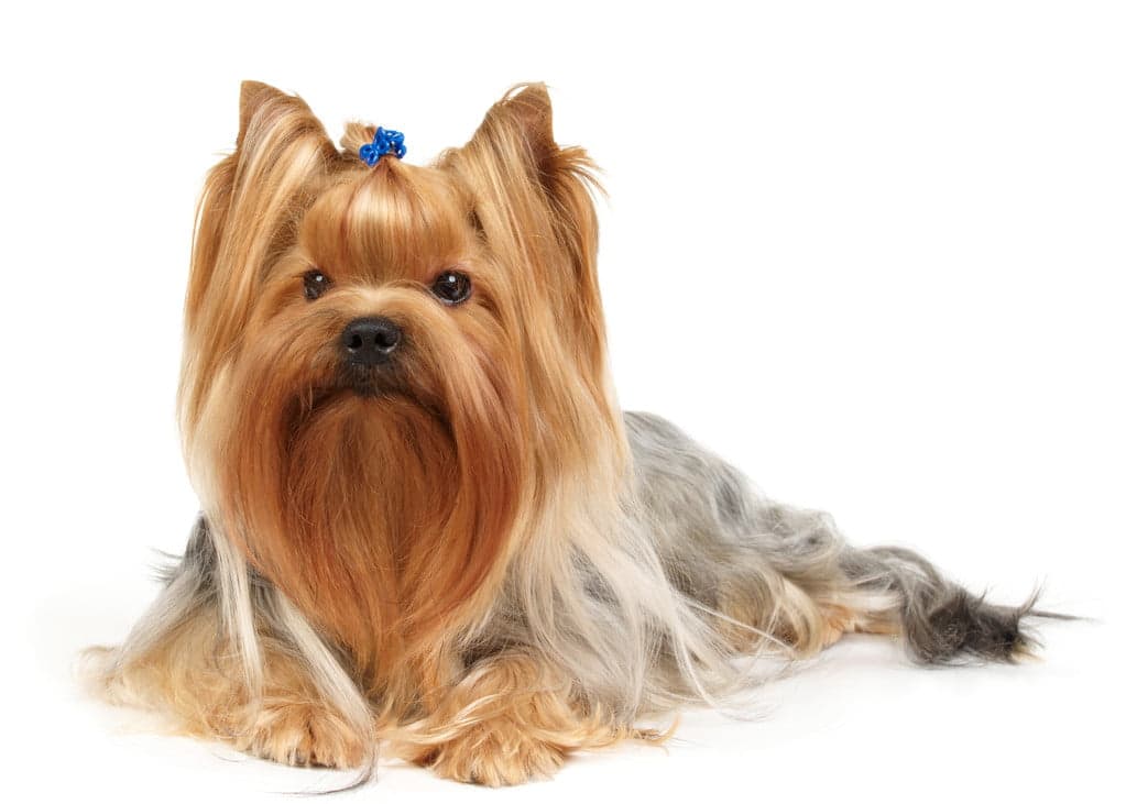 Yorkshire Terrier Isolated On White